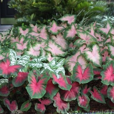 caladiums