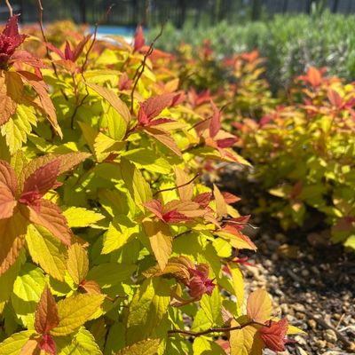 Magic Carpet Spirea (Spiraea japonica Walbuma)