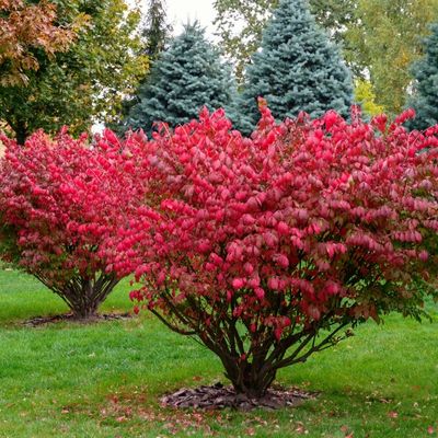 Euonymus (Euonymus alatus)