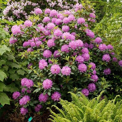 Rhododendron (Rhododendron ponticum)