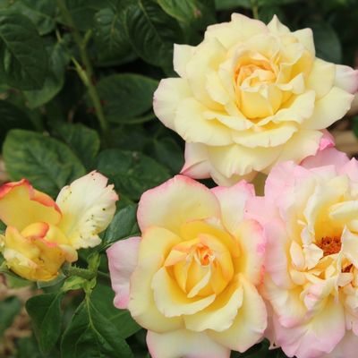 Rose (Rosa)