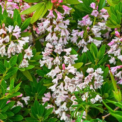Daphne Eternal Fragrance (Daphne x transatlantica)