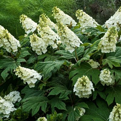 Oakleaf Hydrangea (Hydrangea quercifolia)