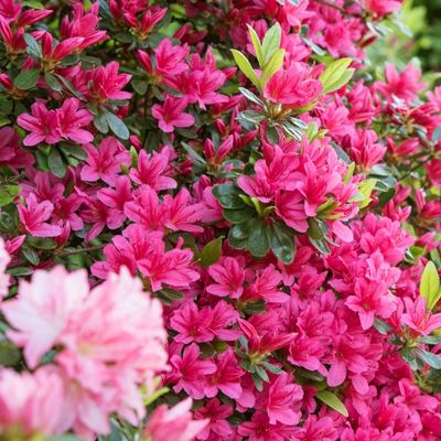 Azalea (Rhododendrons)