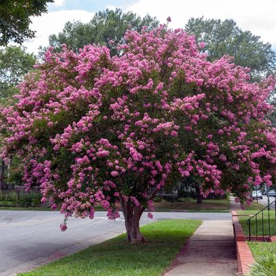 Crepe Myrtle (Lagerstroemia indica)