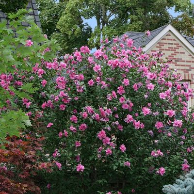 Rose of Sharon (Hibiscus syriacus)