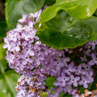 Lilac (Syringa vulgaris)