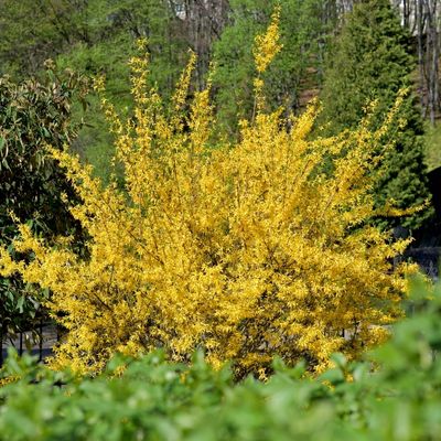 Forsythia (Fearsithe)