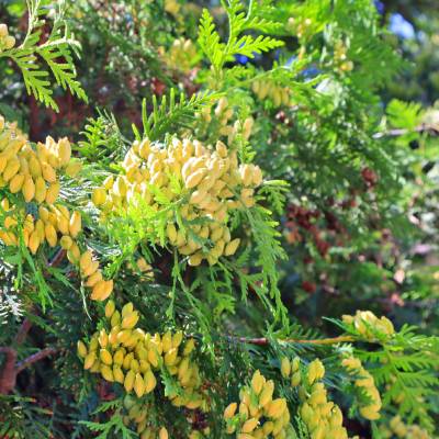 Thuja koraiensis 