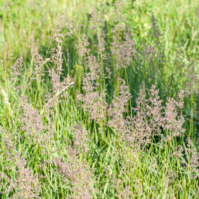 Bentgrass