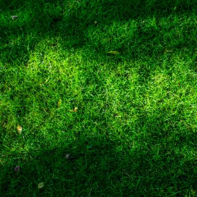 Fine Fescue