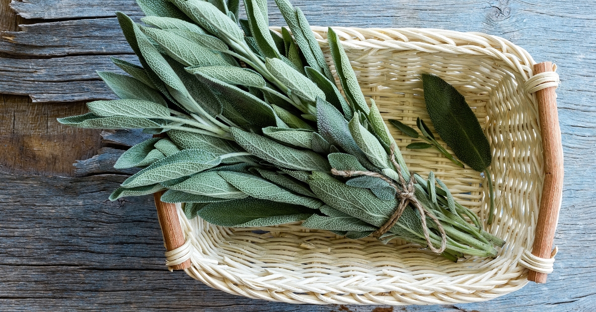 Sage