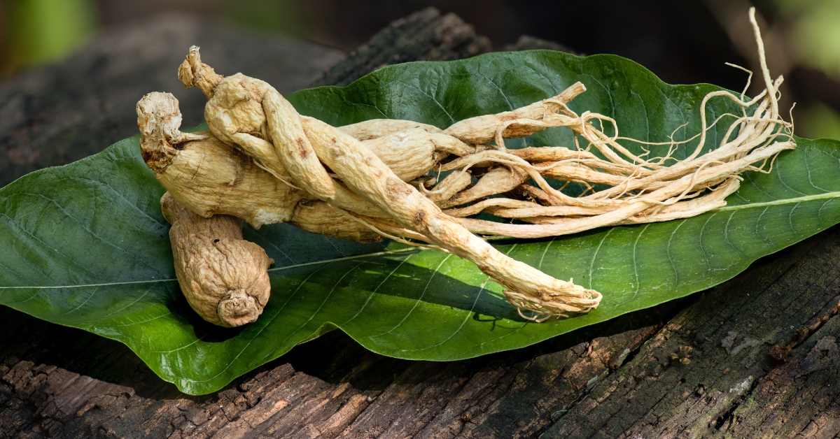Ginseng