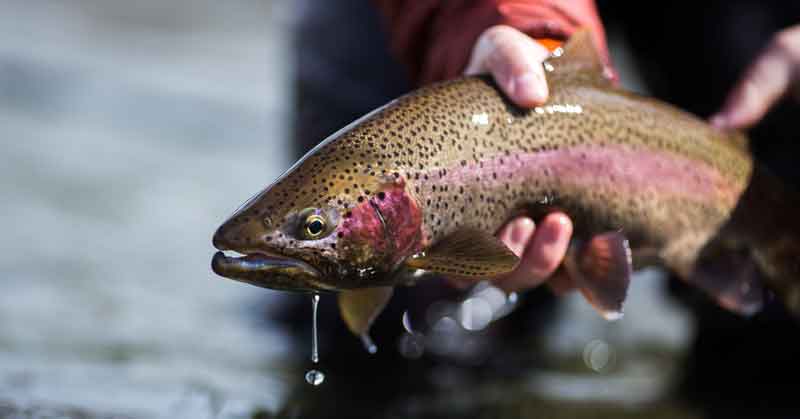 rainbow-trout