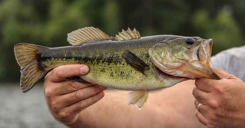 bass-fish
