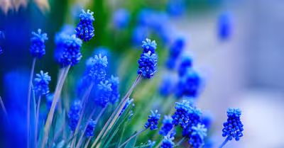 Blue Plants \x26 Flowers For Cool Gardens