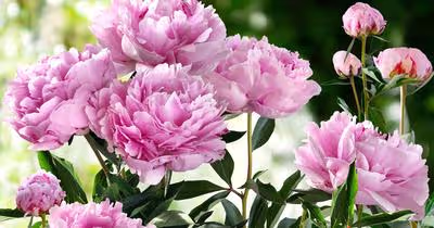 Types of Peonies \x26 How To Choose