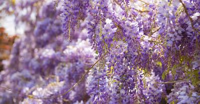 Types of Wisteria \x26 How To Choose
