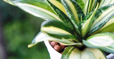 Are Snake Plants Succulents?
