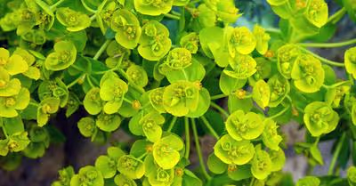 Spurge Plants (Euphorbia): How To Grow \x26 Care