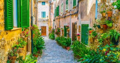 Best Mediterranean Plants (Grow These)